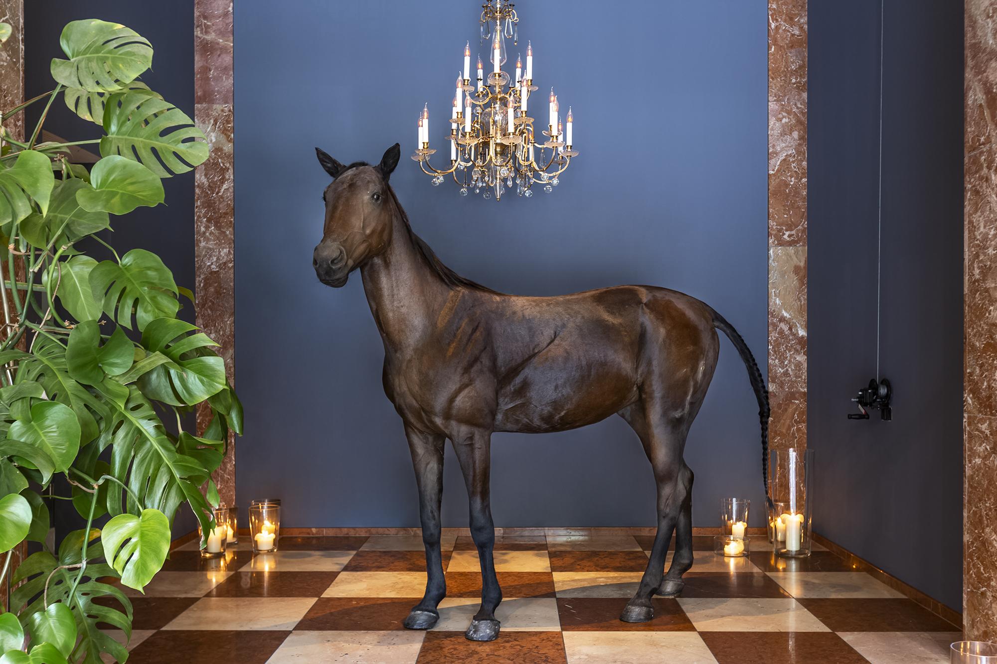 Grand Ferdinand - Your In The Center Vienna